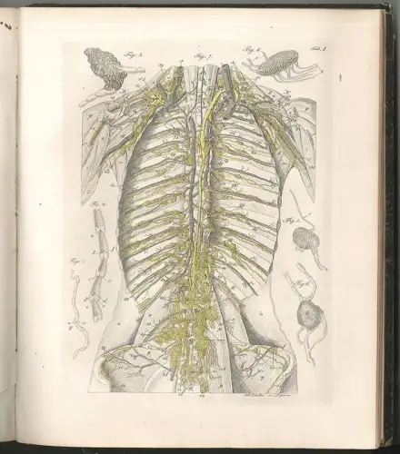 Encyclopädie der menschlichen Anatomie. RICHTER, Th(eodor).