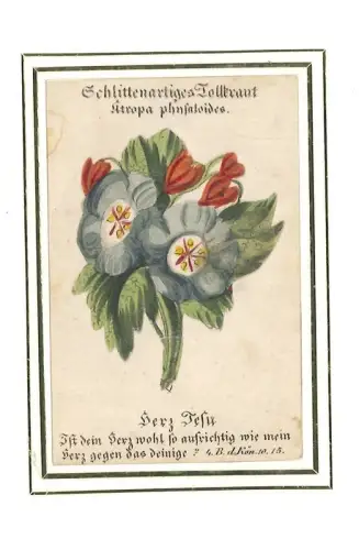 Schlittenartiges Tollkraut. Atropa physaloides. Herz Jesu,. Ist dein Herz wohl s