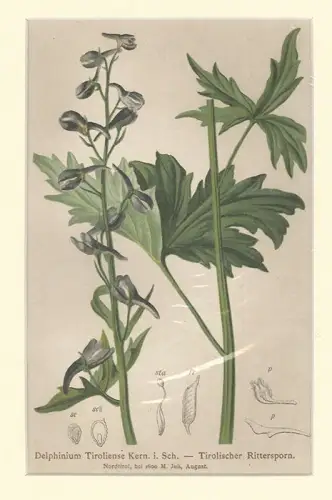 Delphinium Tiroliense Kern. i. Sch. -Tiroler Rittersporn.