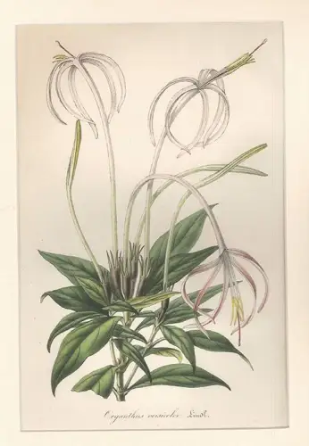 Oxyanthus versicolor. VAN HOUTTE, Louis.