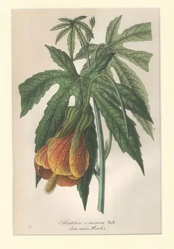 Abutilon venosum. VAN HOUTTE, Louis.