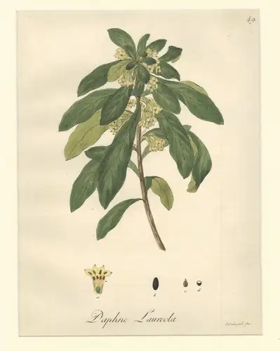 Daphne Laureola. GUIMPEL, F[riedrich].