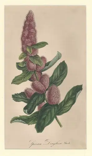 Spiraea douglasii. VAN HOUTTE, Louis.