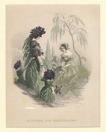 Scabiose und Todtenblume. PAYNE, A(lbert) H(enry).