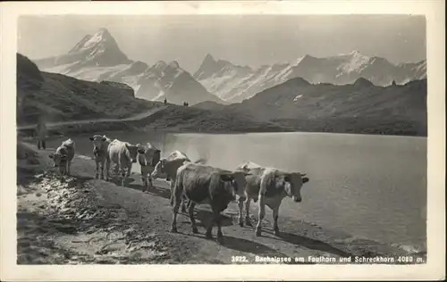 Bachalpsee Schreckhorn Kuehe / Grindelwald /Bz. Interlaken