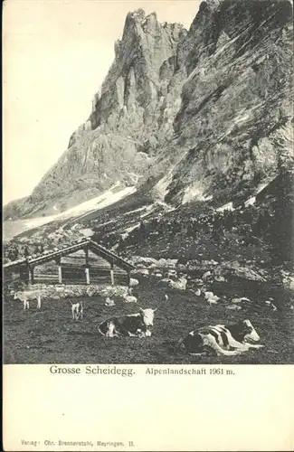 Grosse Scheidegg Kuehe / Scheidegg, Grosse /Rg. Meiringen