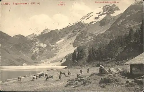 Engstlenalp BE See Titlis Kuehe / Innertkirchen /Bz. Oberhasli