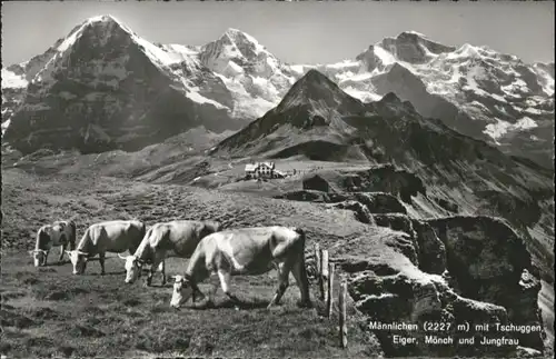 Maennlichen Maennlichen Tschuggen Eiger Moench Jungfrau Kuehe * / Maennlichen /Rg. Grindelwald