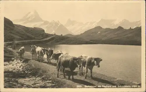 Faulhorn Faulhorn Bachalpsee Kuehe * / Faulhorn /Rg. Grindelwald