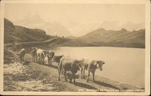 Bachalpsee Bachalpsee Kuehe Faulhorn Schreckhorn * / Grindelwald /Bz. Interlaken