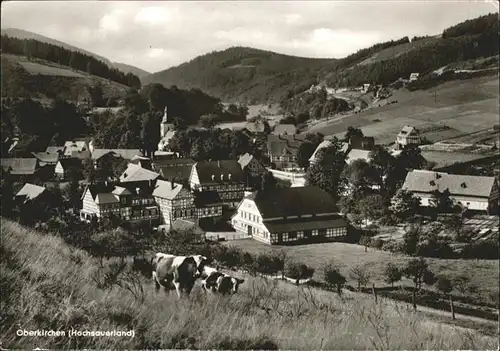 Oberkirchen Sauerland Gasthof Schuette Kuehe x