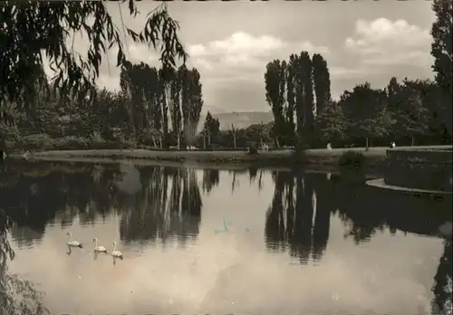 Letmathe Volksgarten Teich Schwan *