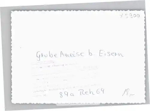 Eisern Grobe Ameise *