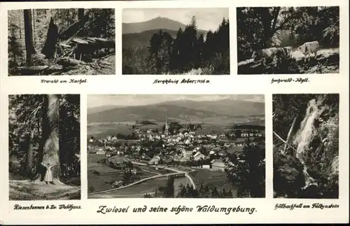 Zwieselberg Bayern Hoellbachfall Falkenstein Kuehe  / Zwiesel /Regen LKR