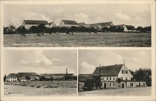 Heidenau Sachsen Heidenau Sachsen Meusegast Rittergut gh Kuehe * / Heidenau /Saechsische Schweiz-Osterzgebirge LKR