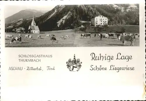 Aschau Zillertal Schlossgasthaus Thurmbach Kuehe