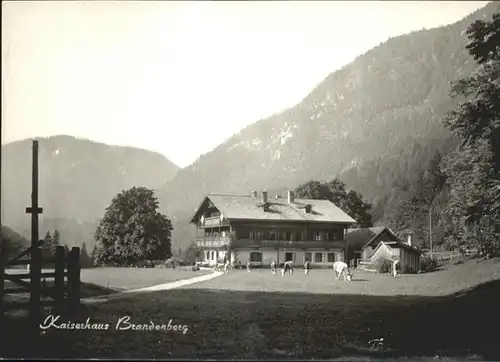 Brandenberg Tirol Kaiserhaus Kuehe / Brandenberg /Tiroler Unterland