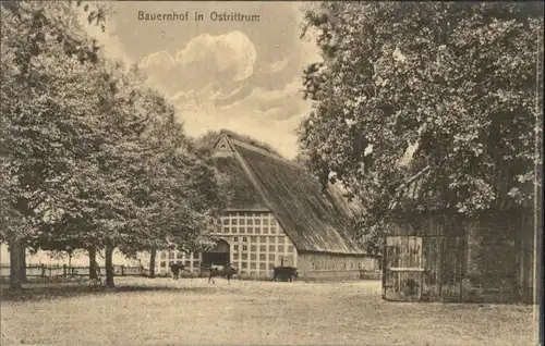 Ostrittrum Bauernhof Kuehe x