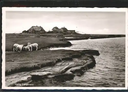 Hallig Langeness Schaf *