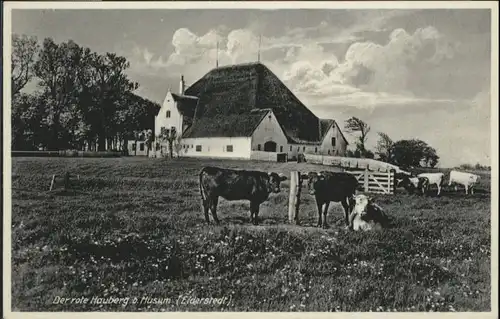 Eiderstedt bei Husum Rote Hauberg Kuh *