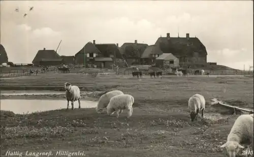 Hallig Langeness Hilligenlei Schaf x