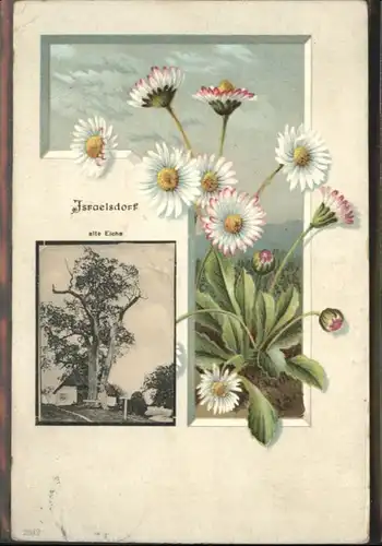 Israelsdorf Eiche Blumen x