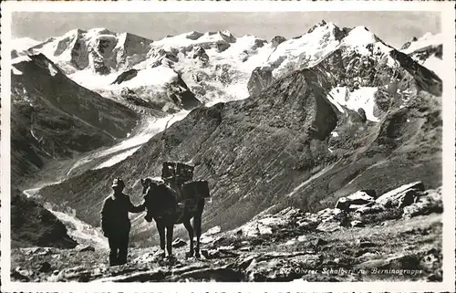 Bernina Pferd Oberer Schafberg