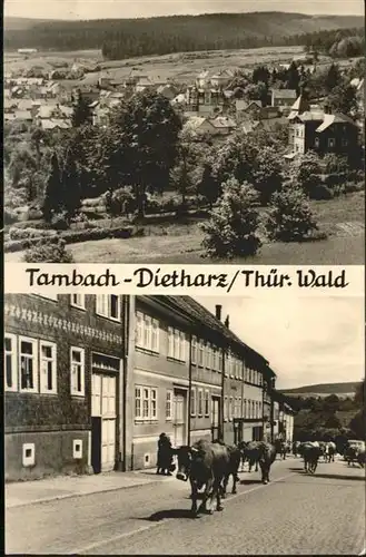 Tambach-Dietharz Kuehe / Tambach-Dietharz /Gotha LKR