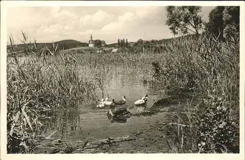 Birnau Kloster Seefelder Schilf Enten / Uhldingen-Muehlhofen /Bodenseekreis LKR