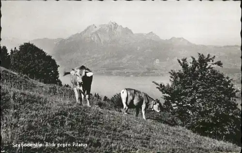 Pilatus Pilatus Seebodenalp Kuehe x / Pilatus /Rg. Alpnach