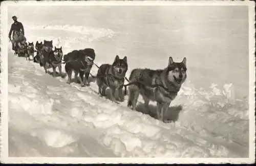 Jungfraujoch Jungfraujoch Schlittenzug Polarhunde * / Jungfrau /Rg. Finsteraarhorn