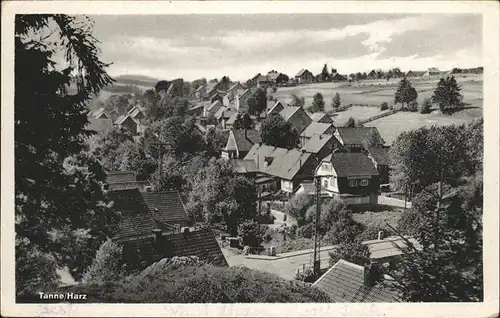 Tanne Harz Teilansicht Tanne Kat. Tanne Harz