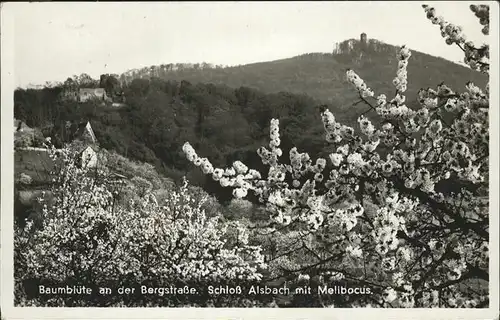Alsbach Bergstrasse Schloss mit Melibocus Kat. Alsbach-Haehnlein