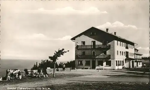 Kandel Waldkirch Breisgau Kuehe Berg Hotel  / Waldkirch /Emmendingen LKR