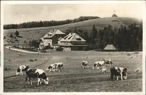 Kandel Waldkirch Breisgau Berg Hotel Kuehe / Waldkirch /Emmendingen LKR