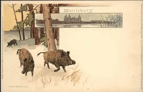 Moritzburg Wildschweine Jagdschloss bei Dresden *