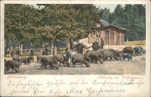 Moritzburg Fuetterung der Wildschweine x