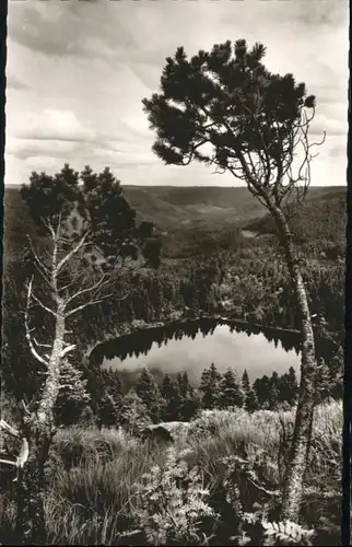 Ruhestein Wildsee *