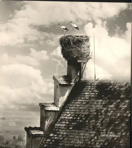 Riedlingen Wuerttemberg Rathaus Storchennest *