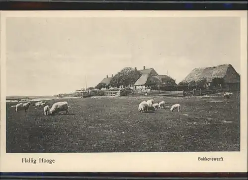 Hallig Hooge Bakkenswerft *