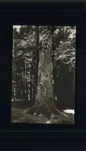 Schwenningen Neckar Hoelzekoenig groesste Tanne Deutschlanda / Villingen-Schwenningen /Schwarzwald-Baar-Kreis LKR