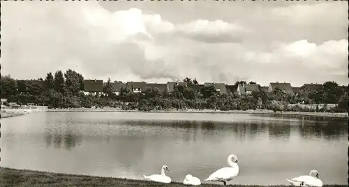 Salzgitter Park Schwan Kat. Salzgitter