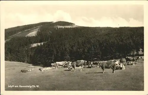 Stuetzerbach Rennsteig Kuehe Kat. Stuetzerbach