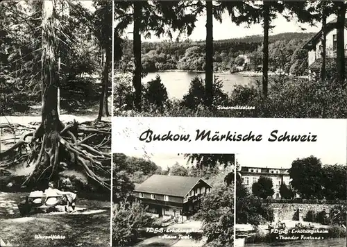 Buckow Maerkische Schweiz Schermuetzelsee Wurzelfichte Kat. Buckow Maerkische Schweiz