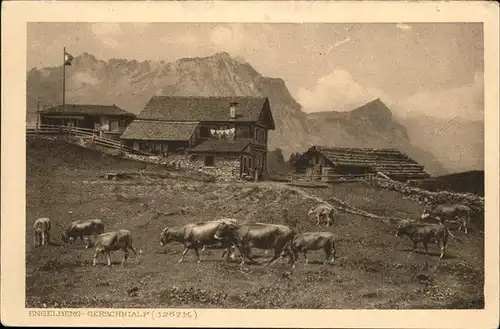 Engelberg OW Gerschnalp Kuehe Kat. Engelberg