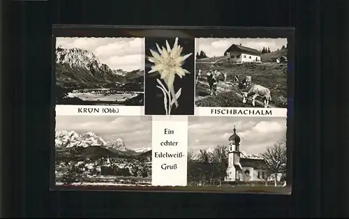 Kruen Fischbachalm Edelweiss Kuehe / Kruen /Garmisch-Partenkirchen LKR