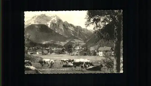 Mayrhofen Zillertal Gruenberg Kuehe / Mayrhofen /Tiroler Unterland