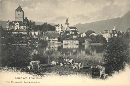 hw03683 Spiez BE Thunersee Kuehe Kategorie. Spiez Alte Ansichtskarten