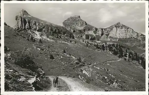 Leysin Hund Kat. Leysin