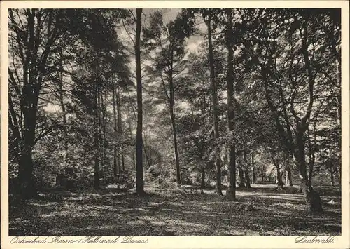 Prerow Ostseebad Laubwald / Darss /Nordvorpommern LKR